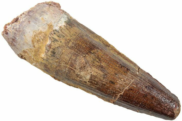 Fossil Spinosaurus Tooth - Real Dinosaur Tooth #234318